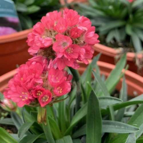 Armeria Dreameria Dreamland