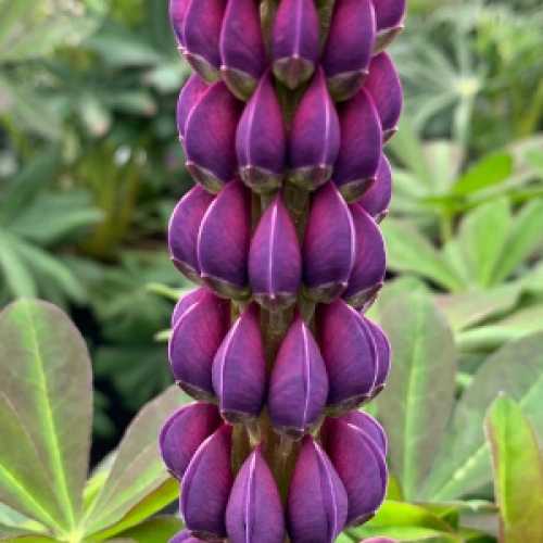 Lupinus West Country Series Masterpiece