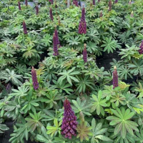 Lupinus West Country Series Masterpiece