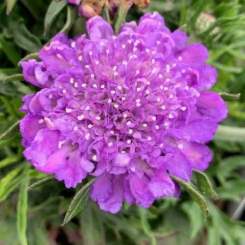 Scabiosa Pink 3L