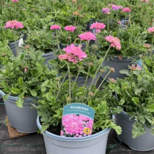 6953_500_095445_Scabiosa_Flutter_Rose_Pink_3L300.jpg