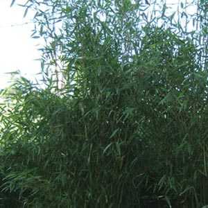 Fargesia Murielae 'Vampire' Bamboo Plant