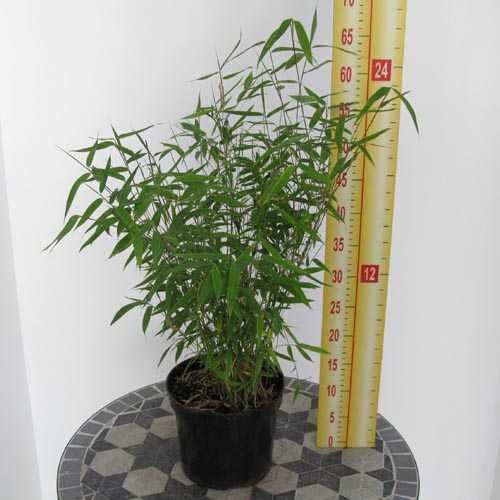 Fargesia Murielae 'Vampire' Bamboo Plant