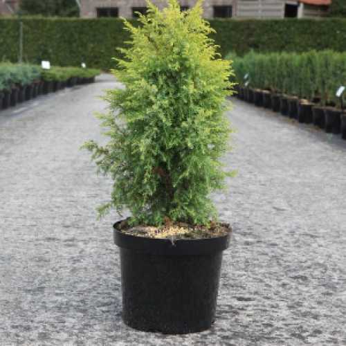 7022_500_022826_juniperus_communis_Gold_Cone_2300.jpg