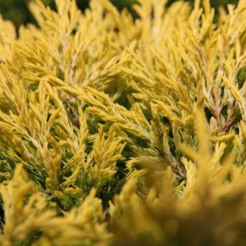Juniperus (Juniper) Horizontalis Lime Glow