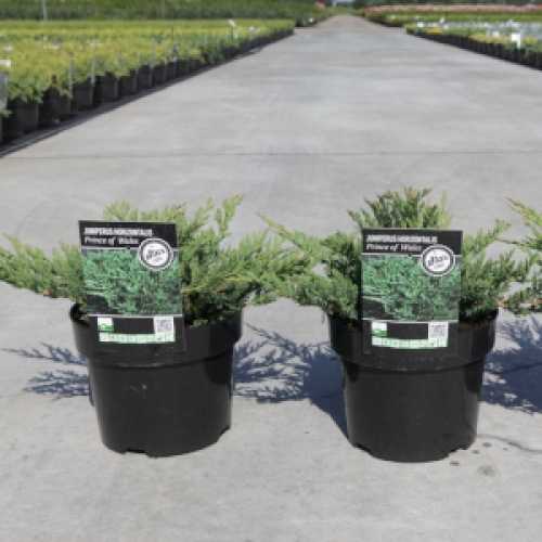 7030_500_081932_Juniperus_(Juniper)_Horizontalis_Prince_of_Wales_300_.jpg