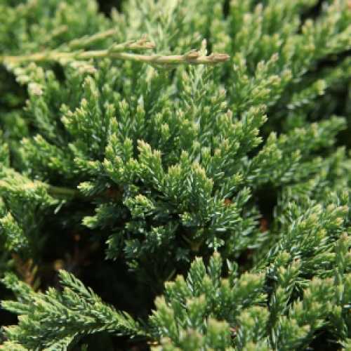 Juniperus (Juniper) Horizontalis Prince of Wales