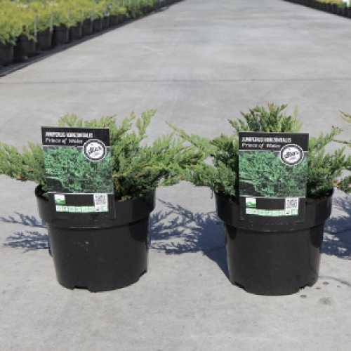 7030_500_110255_Juniperus_Horizontalis_Prince_of_Wales300.jpg