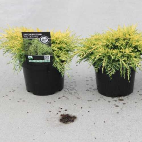 7032_500_123345_juniperus_Pfitzeriana_King_of_Spring2300.jpg