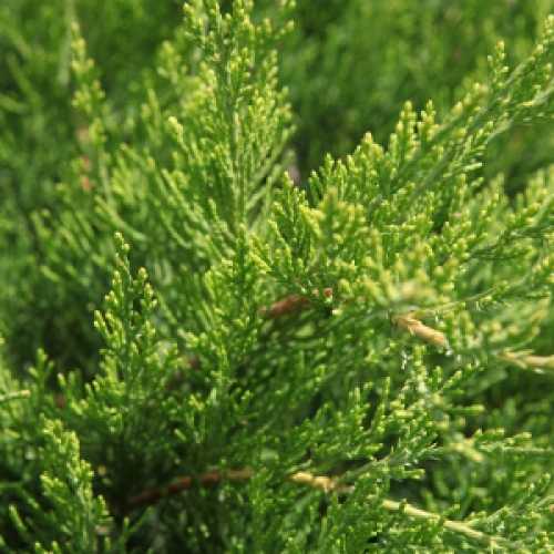 Juniperus (Juniper) Pfitzeriana Mint Julep