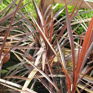 Cordyline Red Star 12L