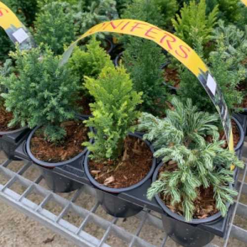 Conifer Mixed Pack of 6