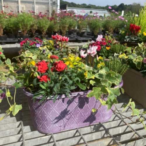 Mixed Autumn Planted Troughs