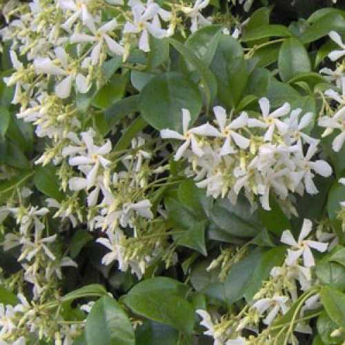 Trachelospermum Jasminoides (Star Jasmine) 20ltr Trellis Climber