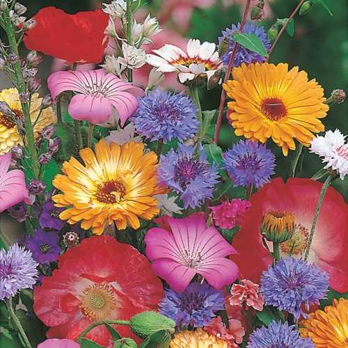 7066_500_074438_Cottage_Garden_Mix.jpg