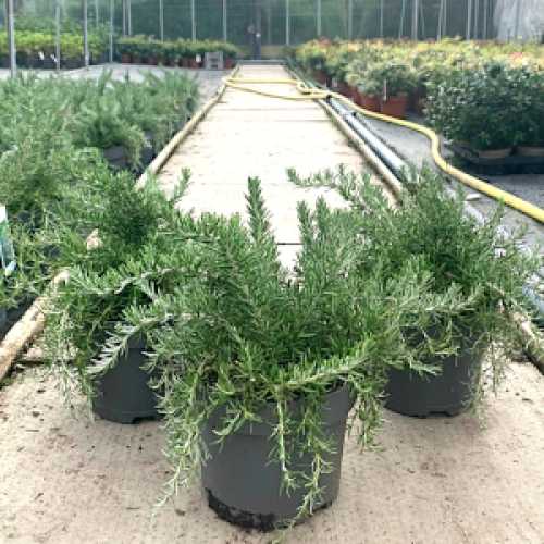 7068_500_124011_Rosemary_Corsican_Blue300.jpg