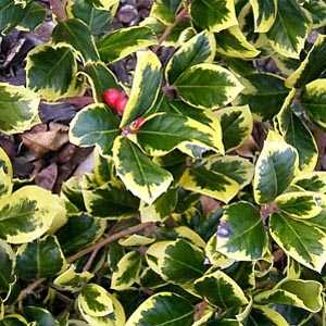 Ilex altaclerensis 'Golden King' Holly 3 Ltr