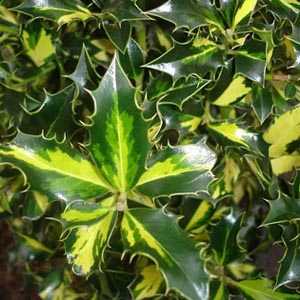 Ilex Aquifolium 'Northern Lights' (Holly) 2 Ltr