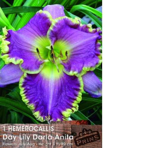1 Hemerocallis Day Lily Darla Anita