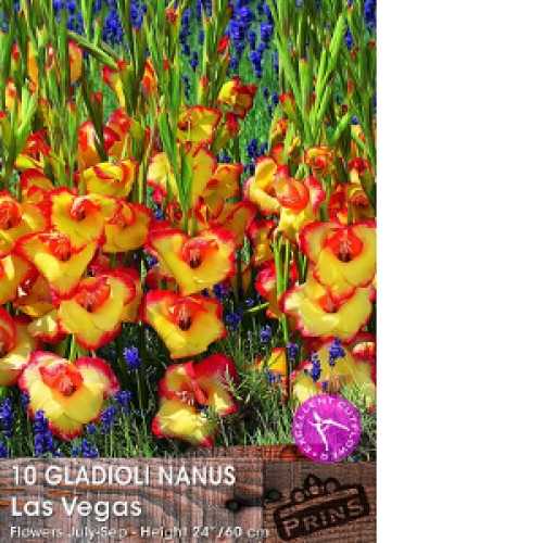 10 Gladioli Nanus Las Vegas