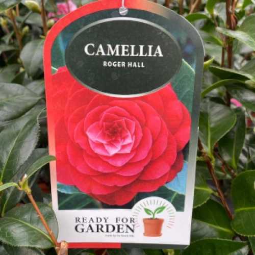 Camellia Japonica Roger Hall