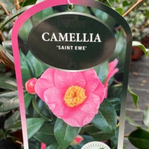Camellia Japonica Saint Ewe