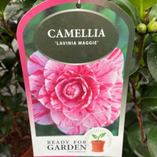 Camellia Japonica Lavinia Maggi