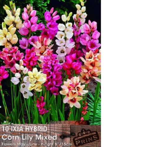 10 Ixia Hybrid Corn Lily Mixed