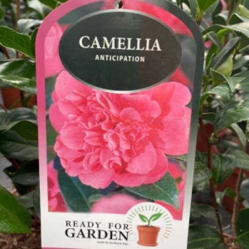 Camellia Japonica Anticipation