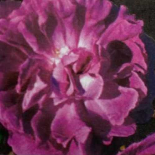 William Lobb Old Fashioned Shrub Rose