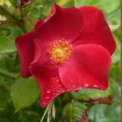 Dusky Maiden Floribunda Rose