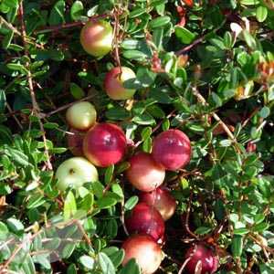 Cranberry Pilgrim Bush (Superfood) 3 Ltr