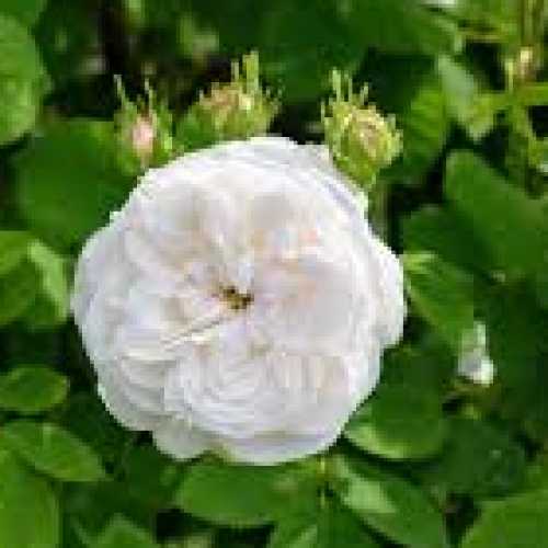 Madame Hardy Old Fashioned Shrub Rose