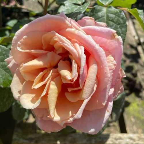Child Of My Heart Hybrid Tea Rose Plants Galore Roses For Trade