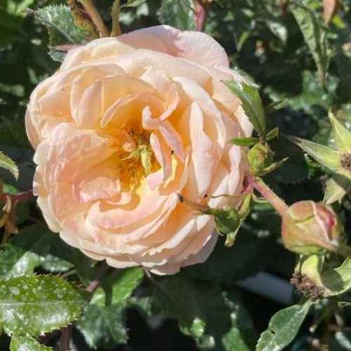Sally's Rose Hybrid Tea Rose
