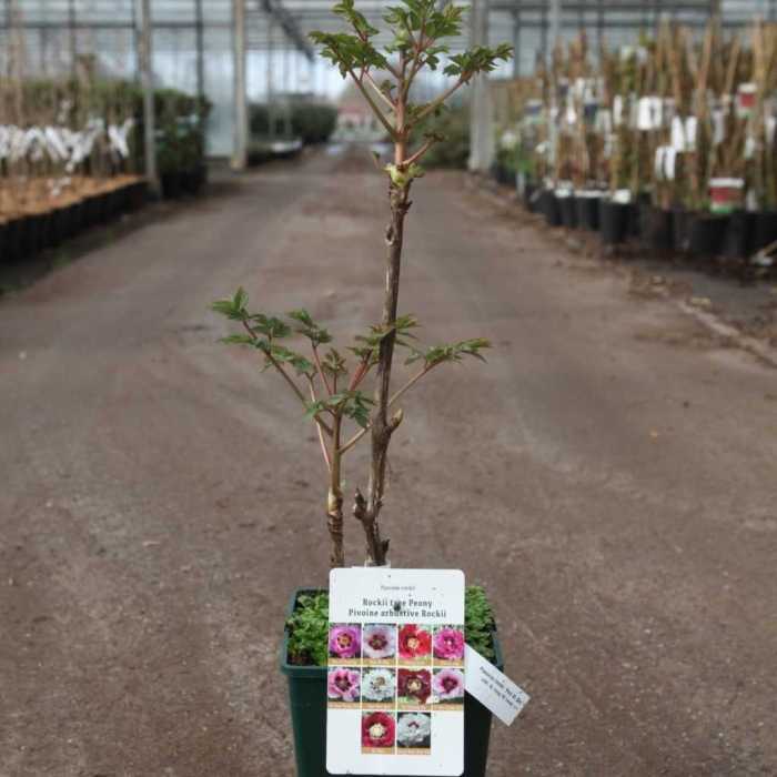 7155_500_103008_Paeonia_rockii_Fen_Xi_Shi_small.JPG