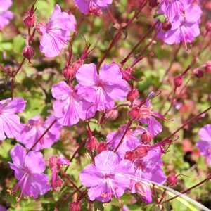 Geranium Cantabrigiense Karmina