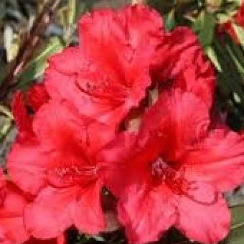 Rhododendron Vulcan's Flame