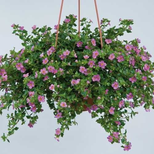 9cm Basket Plant Bacopa Pink