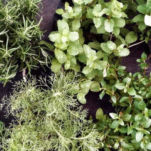 Mixed Herb Selection 9cm pots
