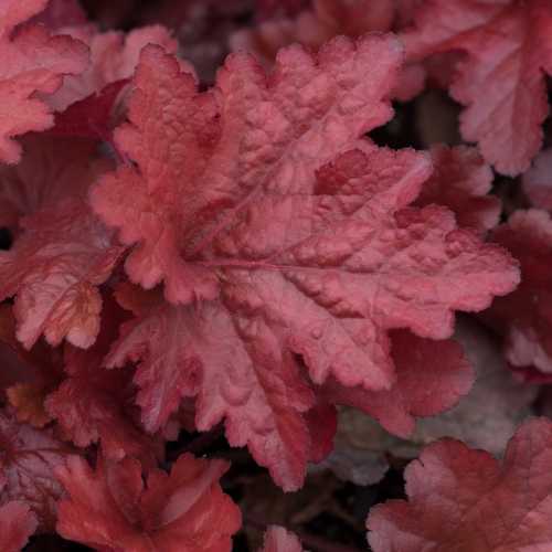 7274_500_014406_Heuchera_Forever_Red_1_300.jpg