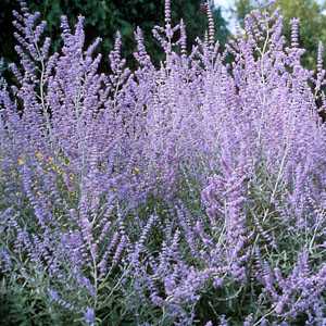 Perovskia Atriplicifolia (Russian Sage)