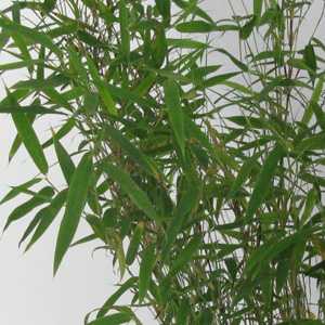 Fargesia Murielae 'Novecento' Bamboo