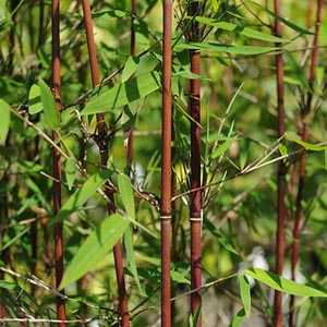 Fargesia Nitida 'Jiuzhaigou' Red Caned Bamboo