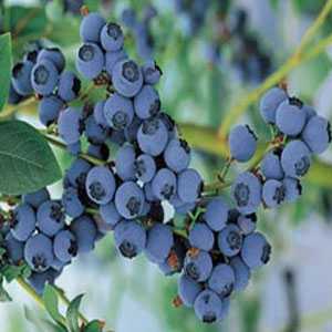 Vaccinium Corymbosum 'Bluecrop' (Blueberry Superfruit)