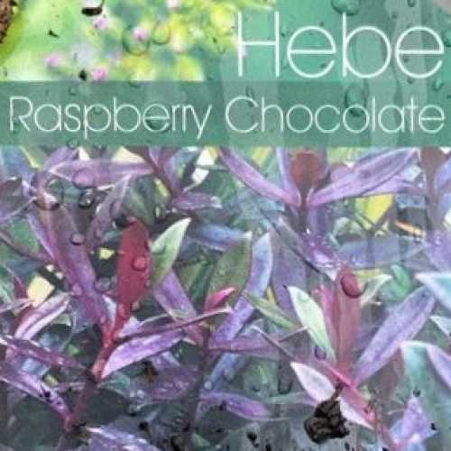 Hebe Raspberry Chocolate