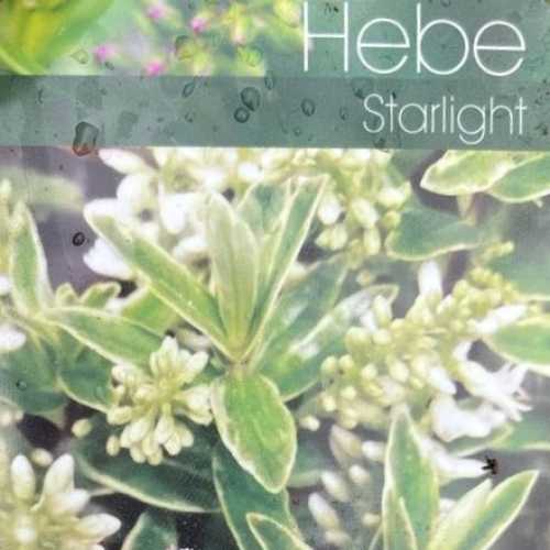 Hebe Starlight