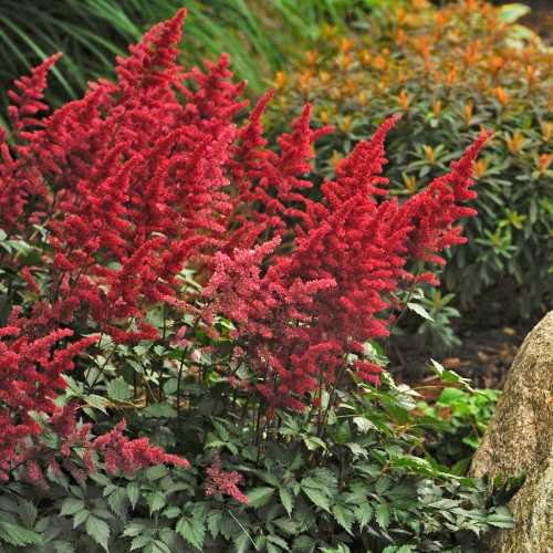 7388_500_044903_Astilbe_Arendsii_Fanal_1_300.jpg