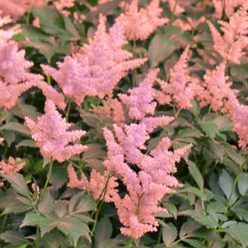 Astilbe Japonica Peach Blossom