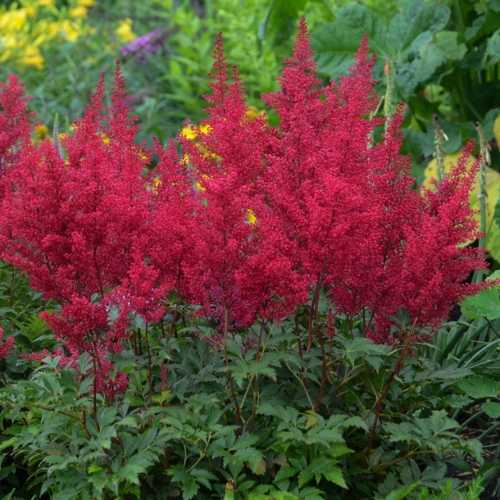 Astilbe Japonica Red Sentinel
